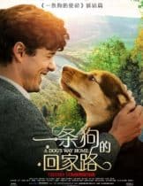 A Dog's Way Home (2019) เพื่อนรักผจญภัยสี่ร้อยไมล์  