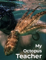 My Octopus Teacher (2020) บทเรียนจากปลาหมึก  
